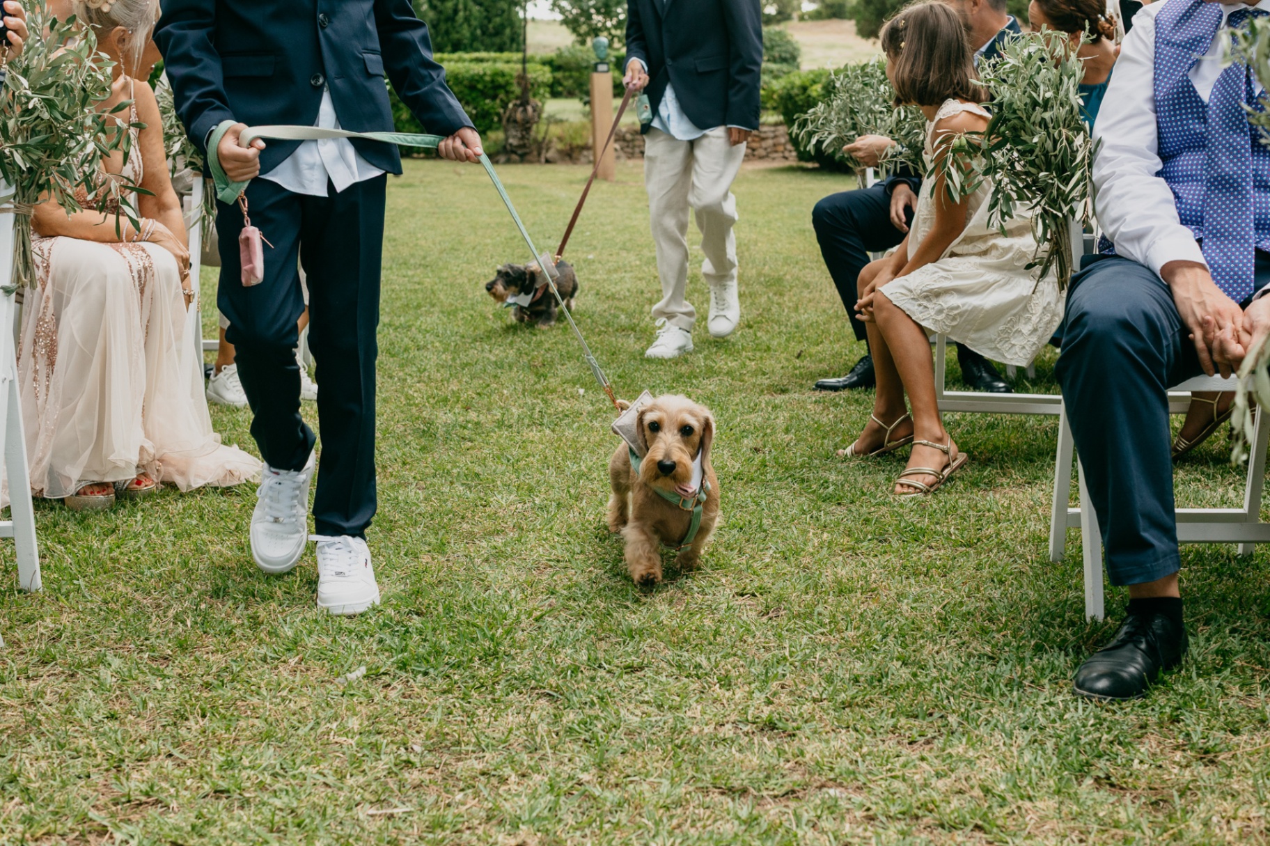 Dogs walking down the aisle at the wedding