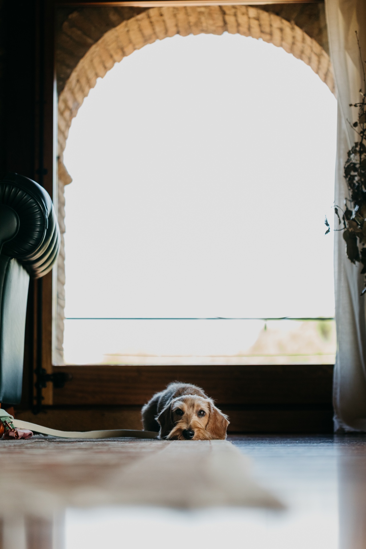 Dog waiting at the door of Mas Terrats