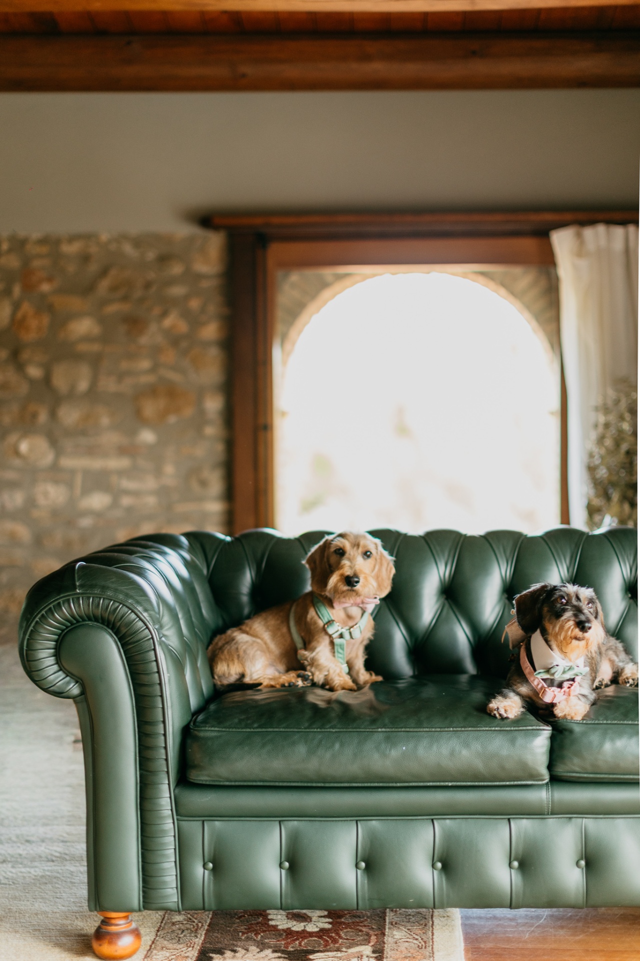 Dogs on a Chesterfield sofa at the masía